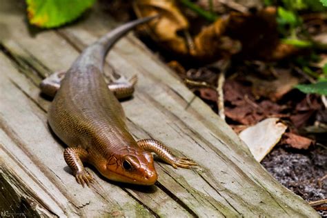Broad Headed Skink By Nc Photography On Deviantart
