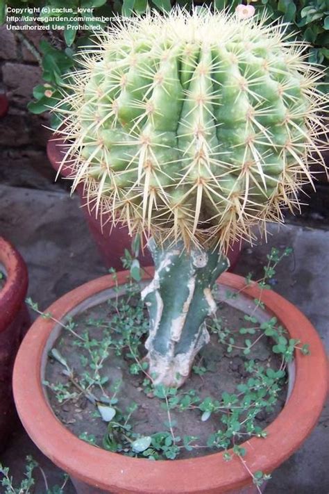 Check out our golden ball cactus selection for the very best in unique or custom, handmade pieces from our craft supplies & tools shops. PlantFiles Pictures: Echinocactus Species, Golden Barrel ...