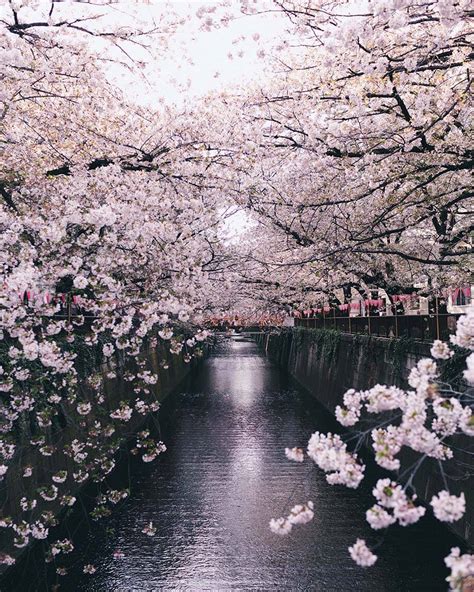 Chasing Cherry Blossoms In Japan Manfrotto Imagine More