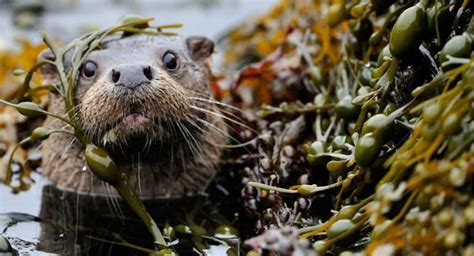 A Curious Otter Covered In Seaweed Raises Its Head From The Water In