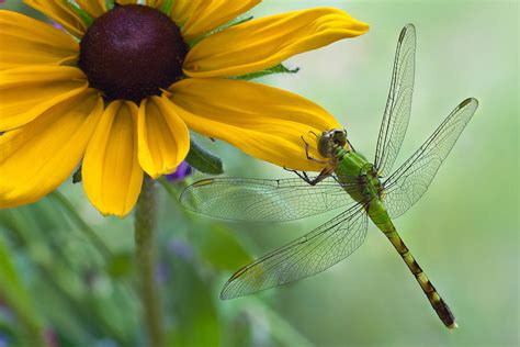 Dragonfly On Yellow Flower Photograph By Dancasan Photography