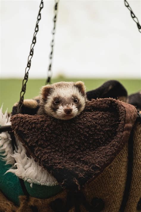 Tips For Caring For Your Ferret Firstvet