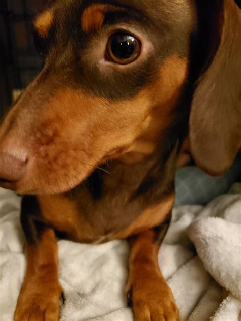 We are a breeder of registered miniature horses and dachshunds for sale in texas. Miniature Dachshund Puppies For Sale | McQueeney, TX #314194