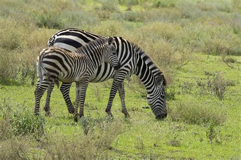 Zebra Equus Quagga Photograph By Carol Gregory Fine Art America