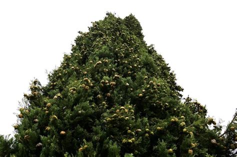 Premium Photo A Large Thuja Tree In The Forest With Small Cones On