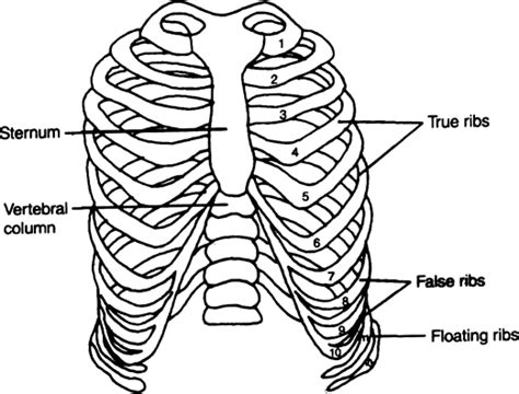 How Many Ribs Does The Human Body Have What Are False Ribs