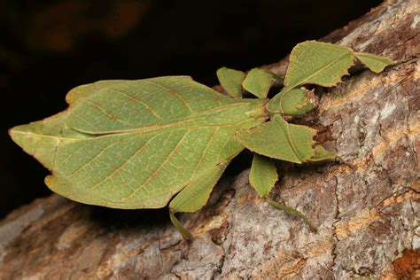 Leaf Insect Female Phyllium Sp Celebicum Group Phylliidae