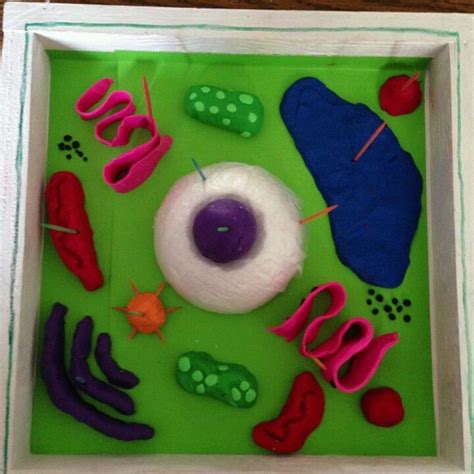 Plant Cell Diagram Using Playdough 3d Model Plant Cell Project Cell