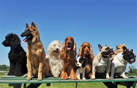 Multi Pet Households How To Choose Best Breed Dog