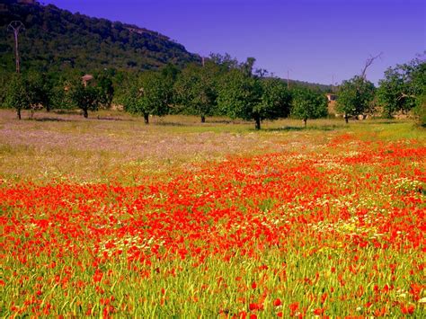 All orders are custom made and most ship worldwide within 24 hours. Blumenwiese Mallorca Foto & Bild | landschaft, rückkehr ...
