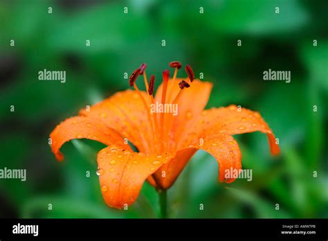 Orange Lily Fire Lily Lilium Bulbiferum Germany Stock Photo Alamy