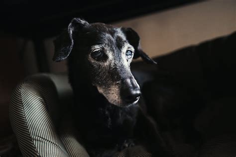1000 Engaging Dog Profile Photos · Pexels · Free Stock Photos