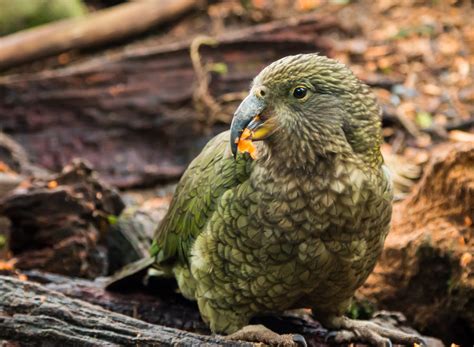 New Age Approaches Are Helping With The Conservation Of The Kakapo