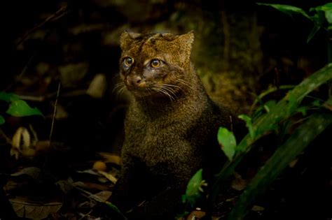 Jaguarundi Are Also Known As The Otter Cat Because Of Their Physical