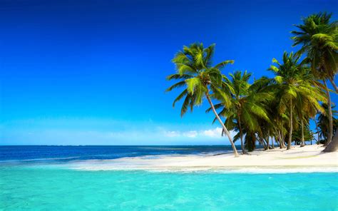 Palm Trees On A Tropical Beach Papel De Parede Hd Plano De Fundo