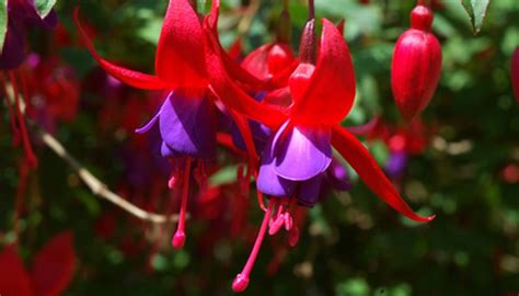The few flowers that are blooming are very fragrant and the way it is sticking out all over it would make a good hanging basket plant. How to Care for a Fuschia Hanging Basket | Garden Guides