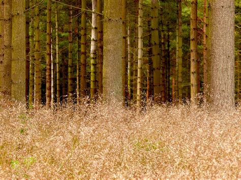 Kostenlose Foto Baum Natur Wald Gras Holz Feld Rasen Wiese