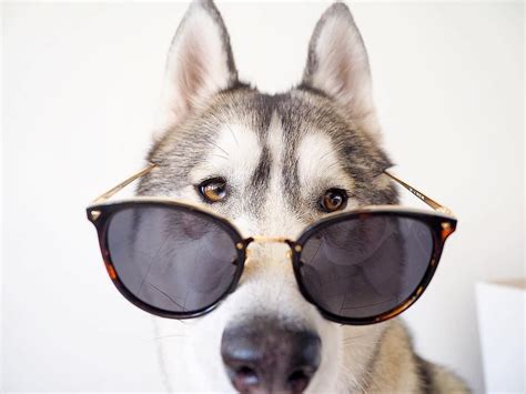Huskey With Sunglasses Sunglasses Cute Sunglasses Glasses Fashion