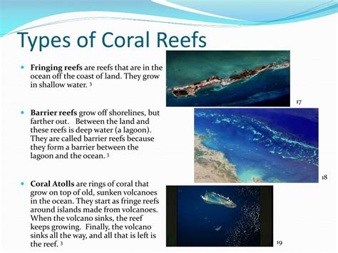 Ppt Coral Reefs Powerpoint Presentation Free Download Id4466469