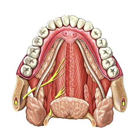 Floor Of The Mouth Anatomy Anatomy Drawing Diagram