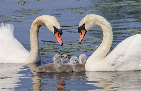 Baby Swans Make Their Debut Along Bostons Charles River Nbc Boston