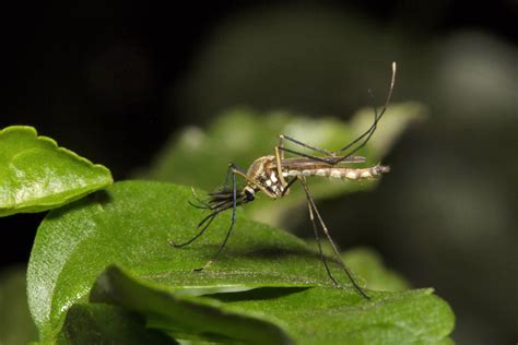 Fact File Mosquito Culicidae Australian Geographic