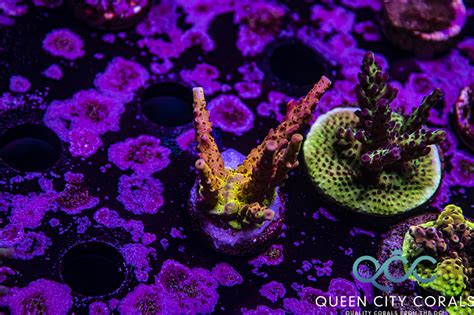 Pc Rainbow Acropora Queen City Corals