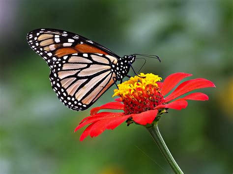 wallpapers: Butterfly Desktop Backgrounds