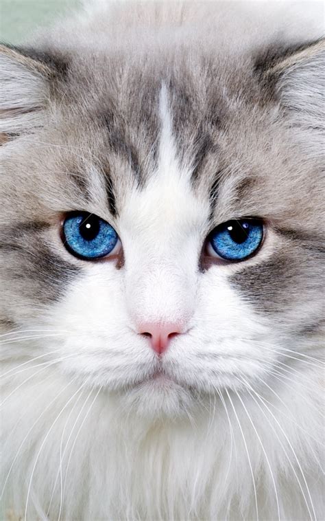 Wallpaper Cat Fluffy Blue Eyed Face Cute Blue Eye Beautiful Cat