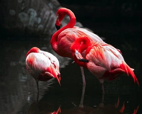 Flamingos Birds Red Animals Hd Wallpaper Peakpx