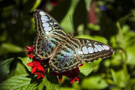 Top 9 Most Beautiful Butterflies In The World Owlcation