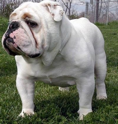 The breed stands 15 to 21 inches tall and weighs 50 to 80 pounds. Bulldog Dog Breed Information and Pictures