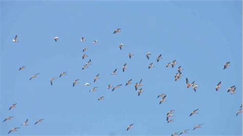 Migrating Storks N Lebanon 8 September 2016 Youtube