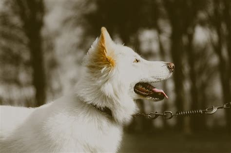 Albino White German Shepherd Dog 12 Inch By 18 Inch Laminated Poster