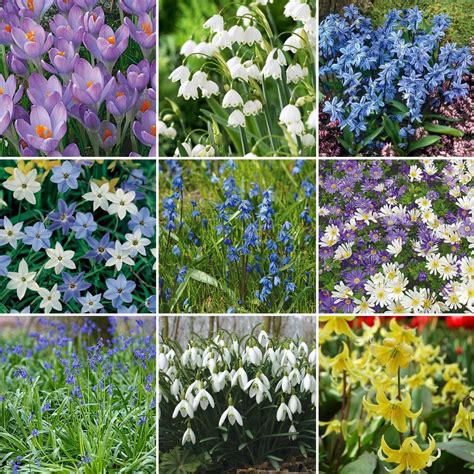 Woodland Naturalizing Collection Of Bulbs White Flower Farm