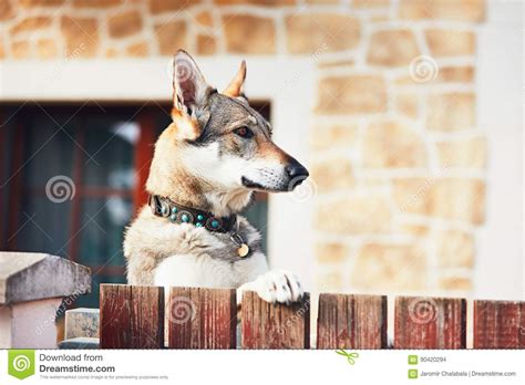 Dog Behind The Fence Stock Photo Image Of Guarding Close 90420294