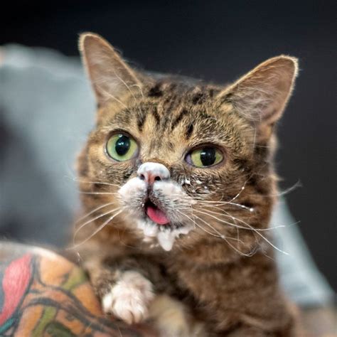 Pin By Carrie Thibodeaux On Lil Bub Cute Cats Cute Animals Cute