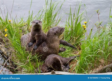 River Otter Lontra Canadensis Eating A Fish On Barnacle Rocks Ford