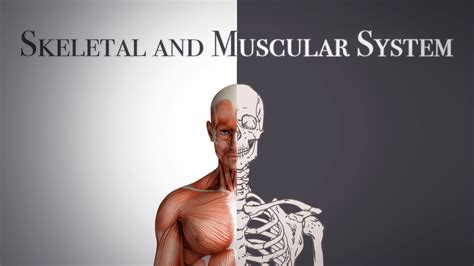 Skeletal And Muscular System Free Online Courses Coursepedia