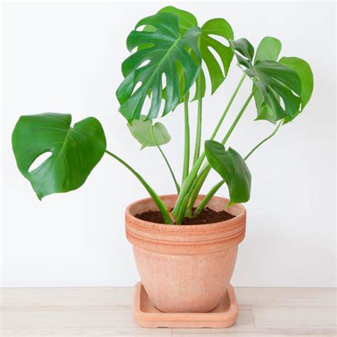 I was pleasantly surprised by the size of the plant. Split Leaf Philodendron (Monstera deliciosa) | My Garden ...