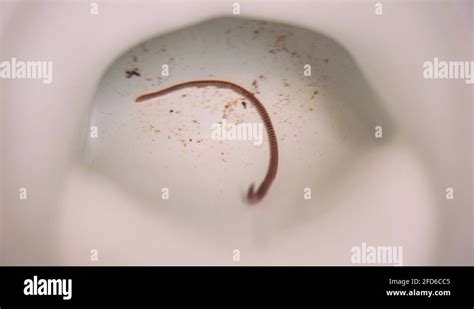 Worm In Toilet Worm In My Toilet Water Horrific Situation In K Stock