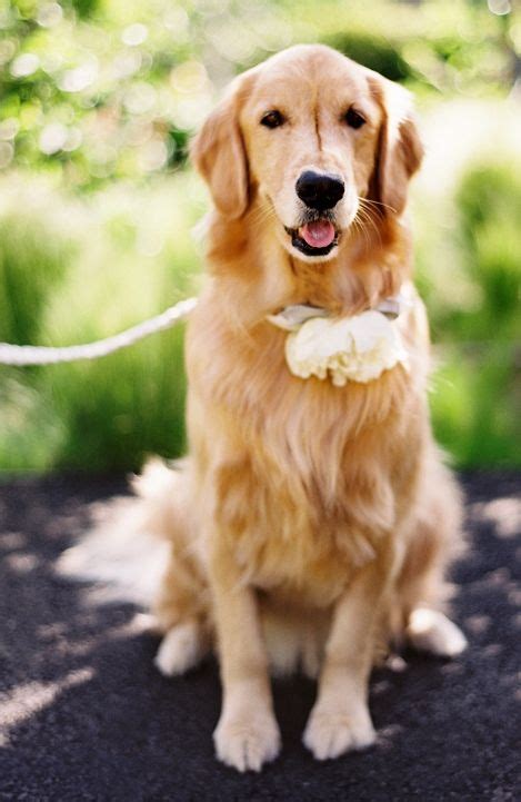 Wedding Dog Flower Crown Dog Wedding Golden Retriever Wedding Ring