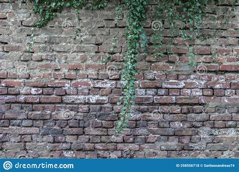 Old Brick Walls In The Forest Overgrown With Plants Stock Photo Image