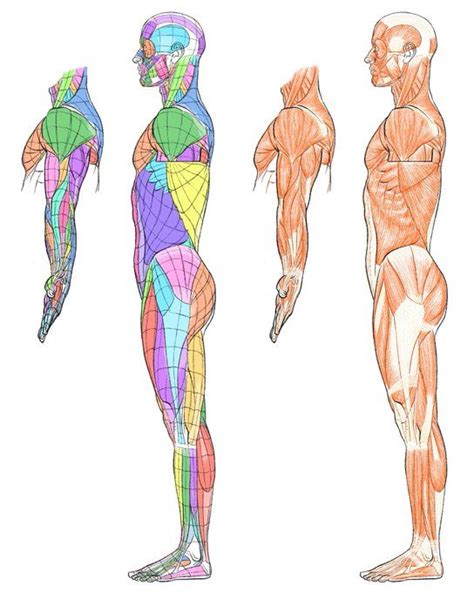 Three Different Views Of The Human Body One Showing Muscles And The