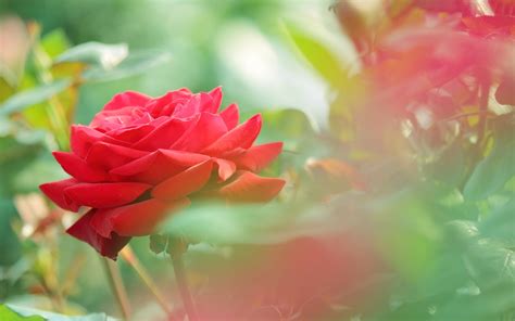 Single Red Rose Flowers Flower Hd Wallpapers Images