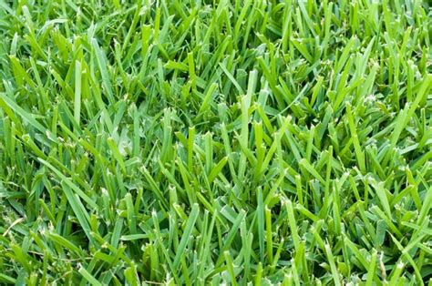 Best Types Of Grass For Your Lawn Landscaping Network