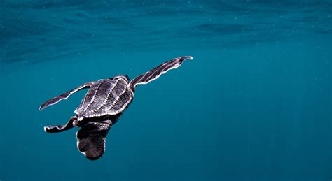 Help Fight Climate Change For Leatherback Sea Turtles Wwfca