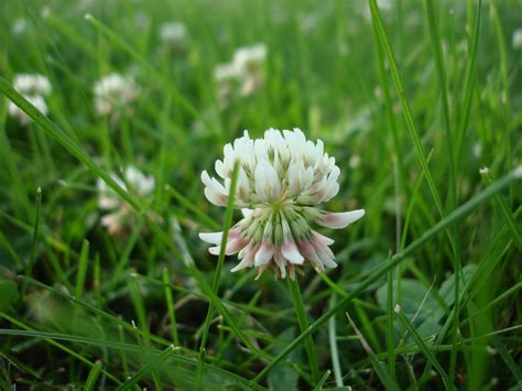 3 Reasons You Have Clover In Your Lawn
