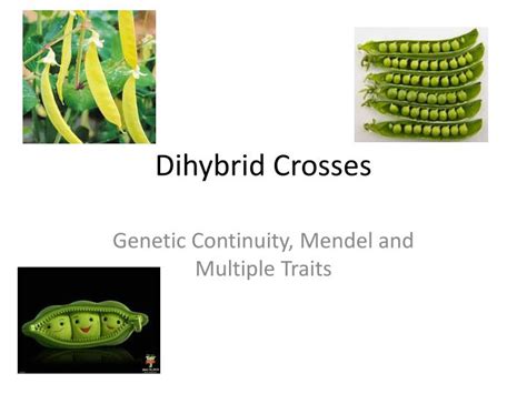 A dihybrid cross is simply an expansions of a punnet square to the point where the square depicts the independent assortment and expressions of there are crosses that can expand even further to fit more traits in the cross. PPT - Dihybrid Crosses PowerPoint Presentation, free ...