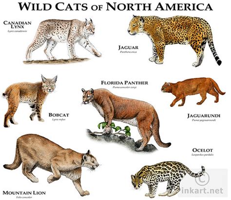 There is different type of cats and most cats have something unique about them. Wild Cats of North America | Fine art illustration of the ...